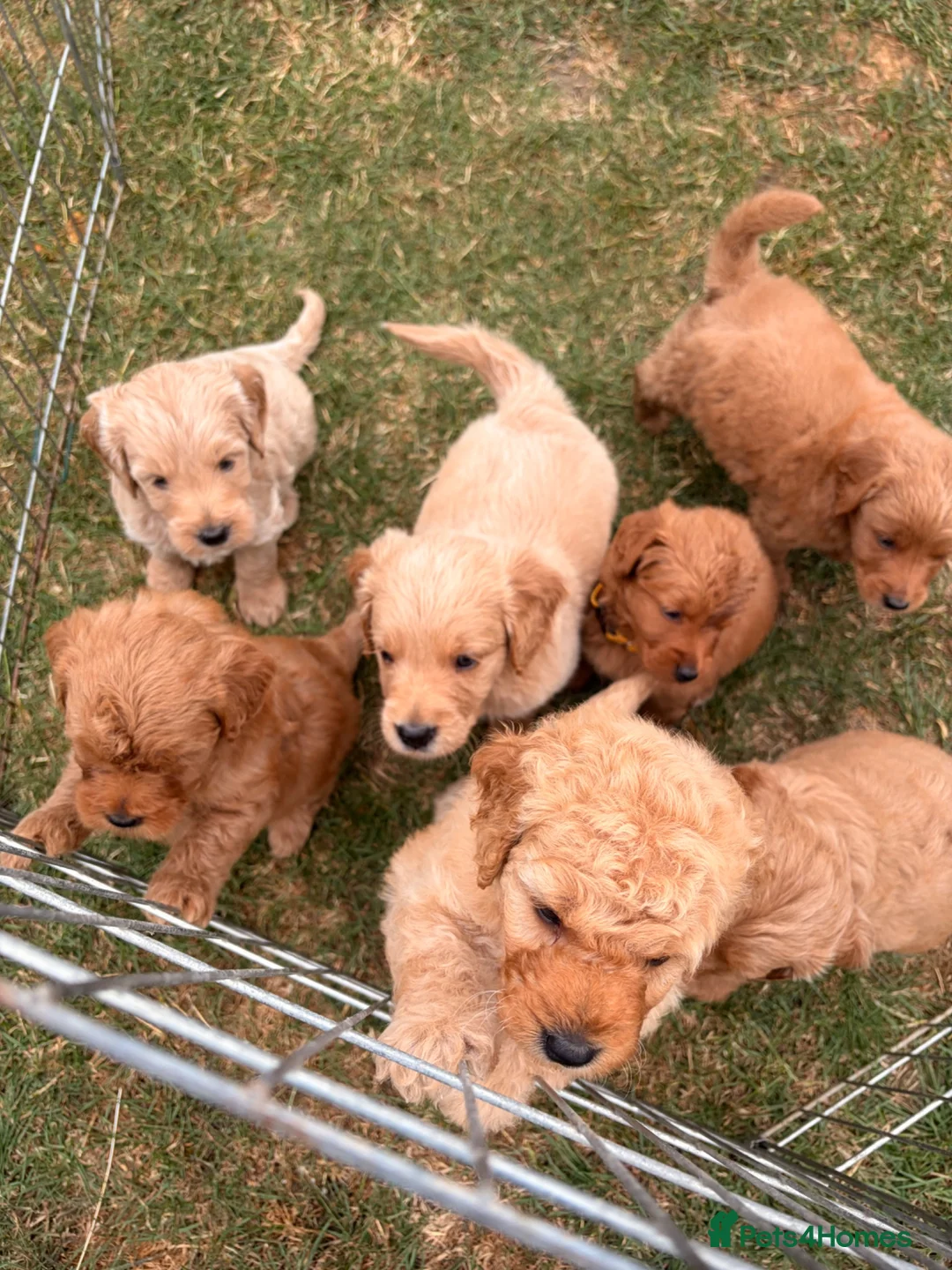 Mini Goldendoodle dogs for sale: F2 miniature goldendoodles - Advert 1