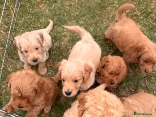 Mini Goldendoodle dogs F2 miniature goldendoodles - Advert 1