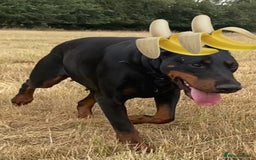 Dobermann dogs for sale: Doberman Puppies - Image 13