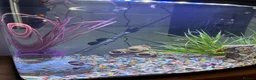 Live Bearers fish for sale: Guppies for free! in Ruislip - Advert 4