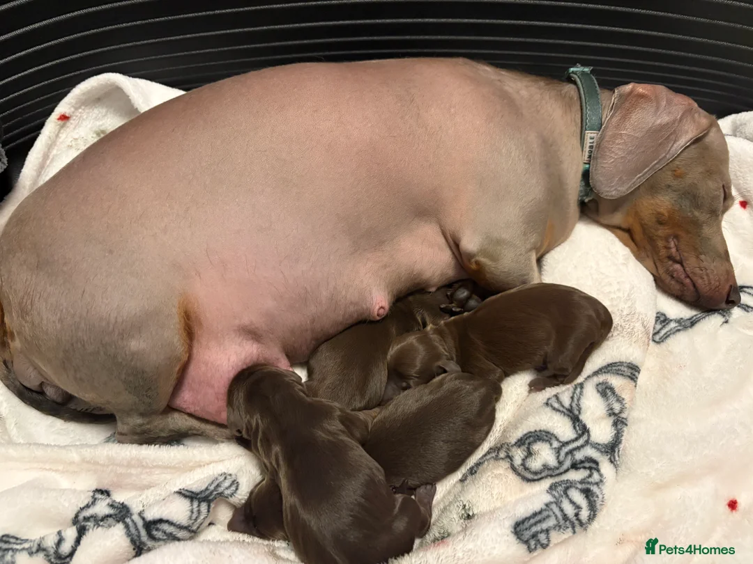 Miniature Dachshund dogs for sale: Stunning miniature dachshunds - Advert 3