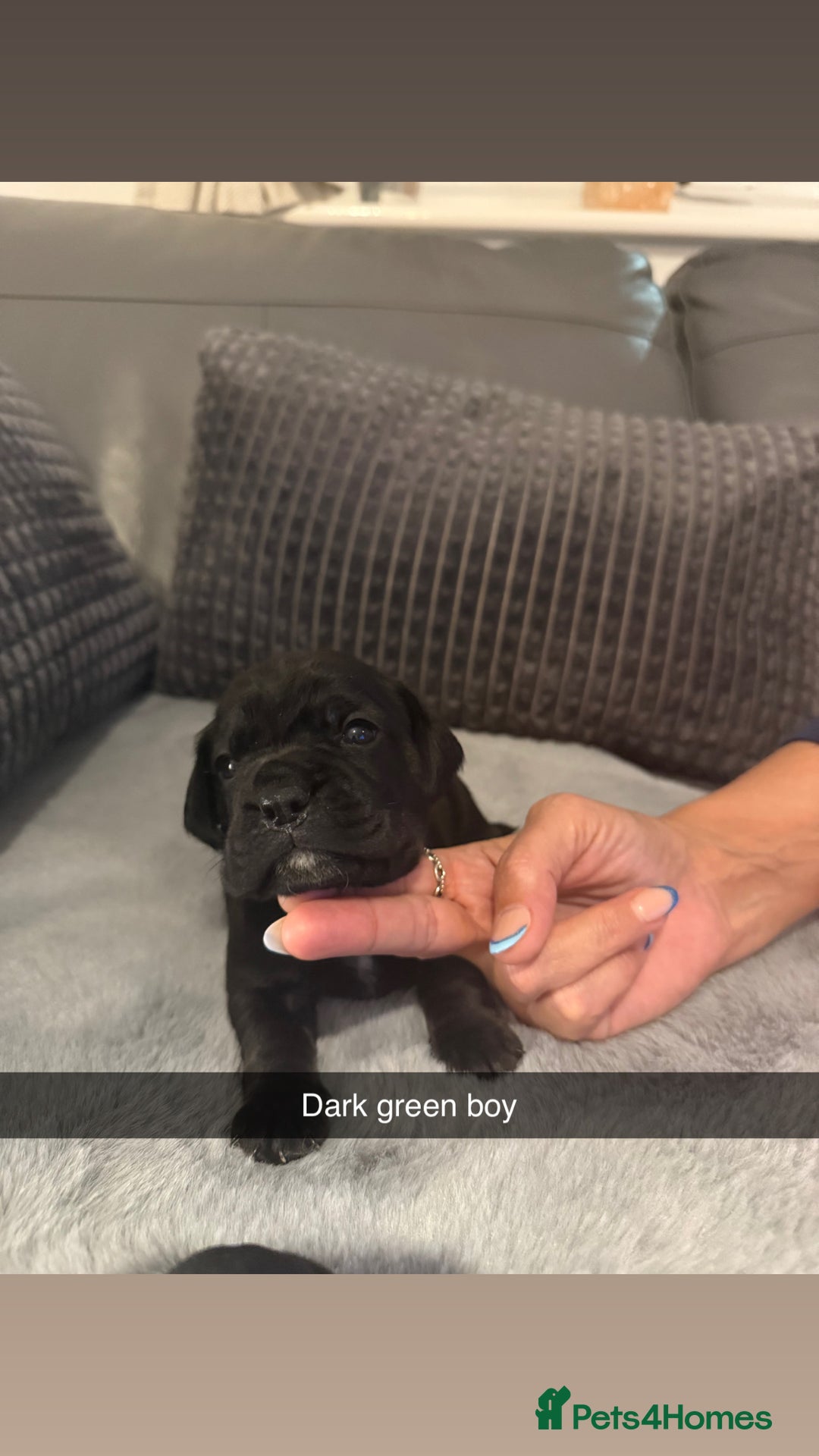 Mixed Breed dogs for sale: LAST REMAINING BLACK cockerbull puppies  - Advert 3