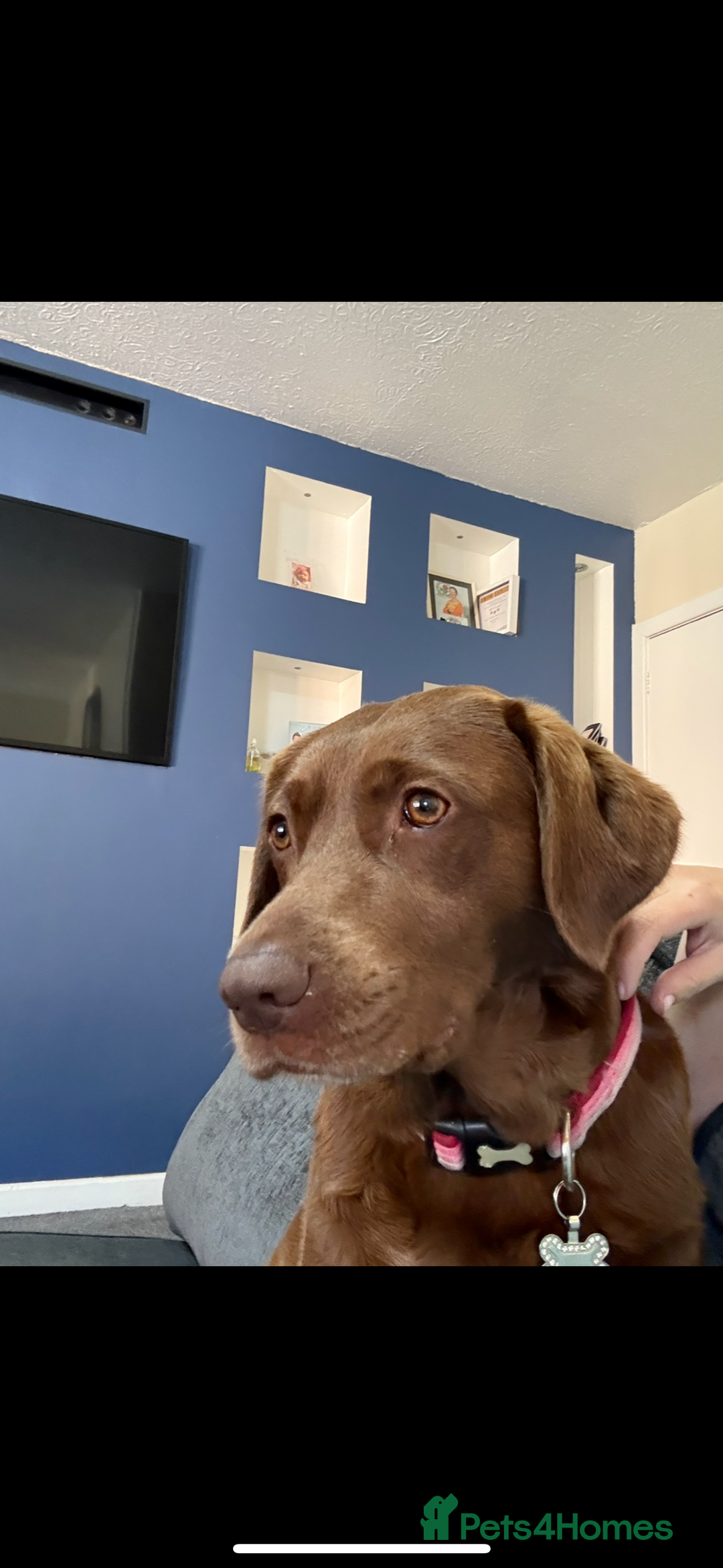 Labrador Retriever dogs for sale: Black Lab Pup - Advert 2