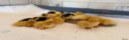 Ducks poultry for sale: Ducklings  - Advert 1