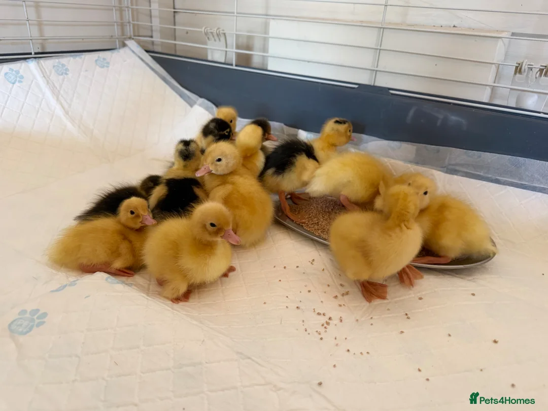 Ducks poultry for sale: Ducklings  - Advert 1