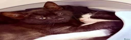 British Shorthair cats for sale: Kittens ready to be homed - Advert 15