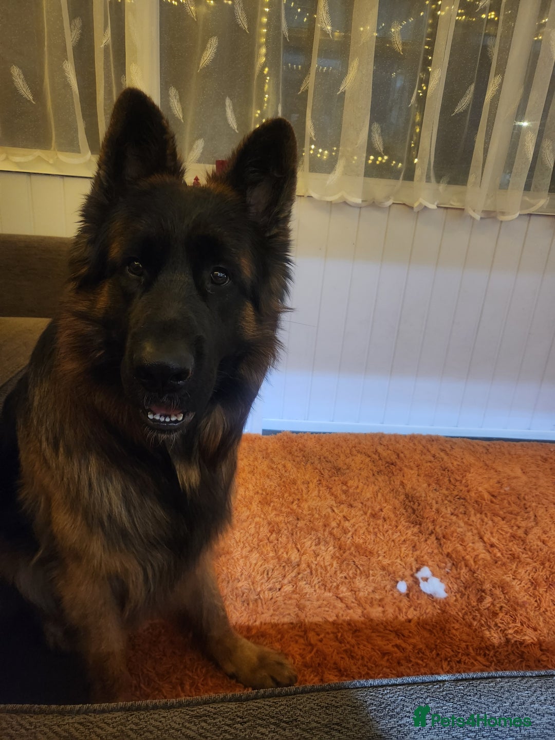 German Shepherd dogs for sale: Beautiful male German Shepherd  - Advert 5