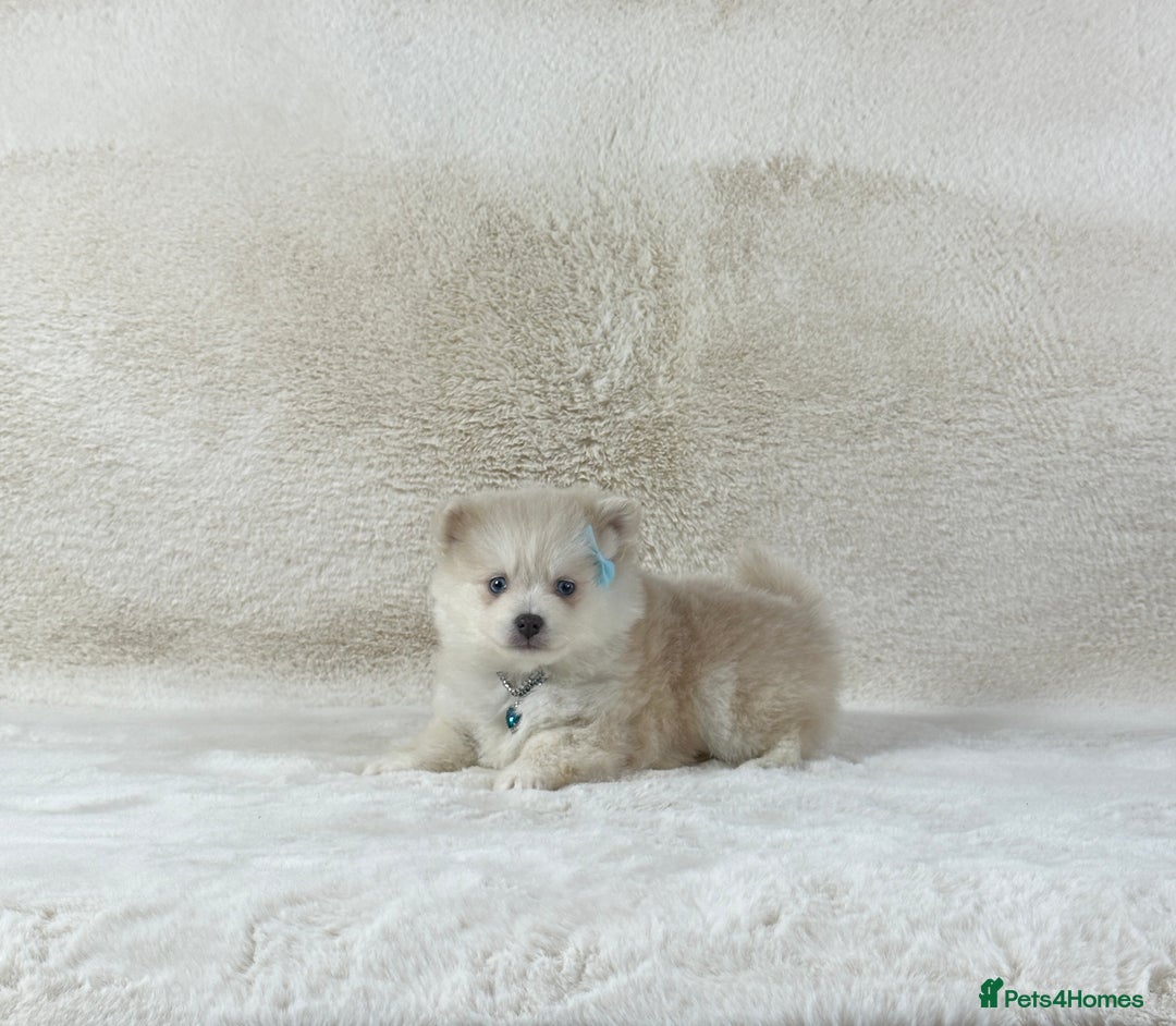 Pomsky dogs for sale: Stunning blue eyes F3 Pomsky puppies for sale  - Image 20
