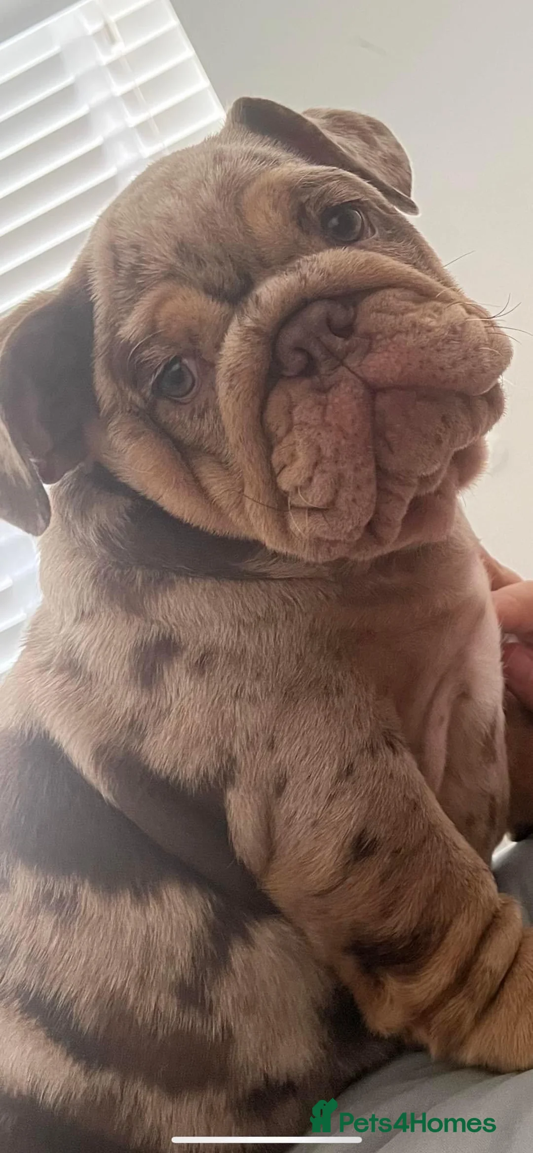 English Bulldog dogs for stud: 🔥MR WILSON🔥 KC & DWKC in Middlesbrough - Advert 4