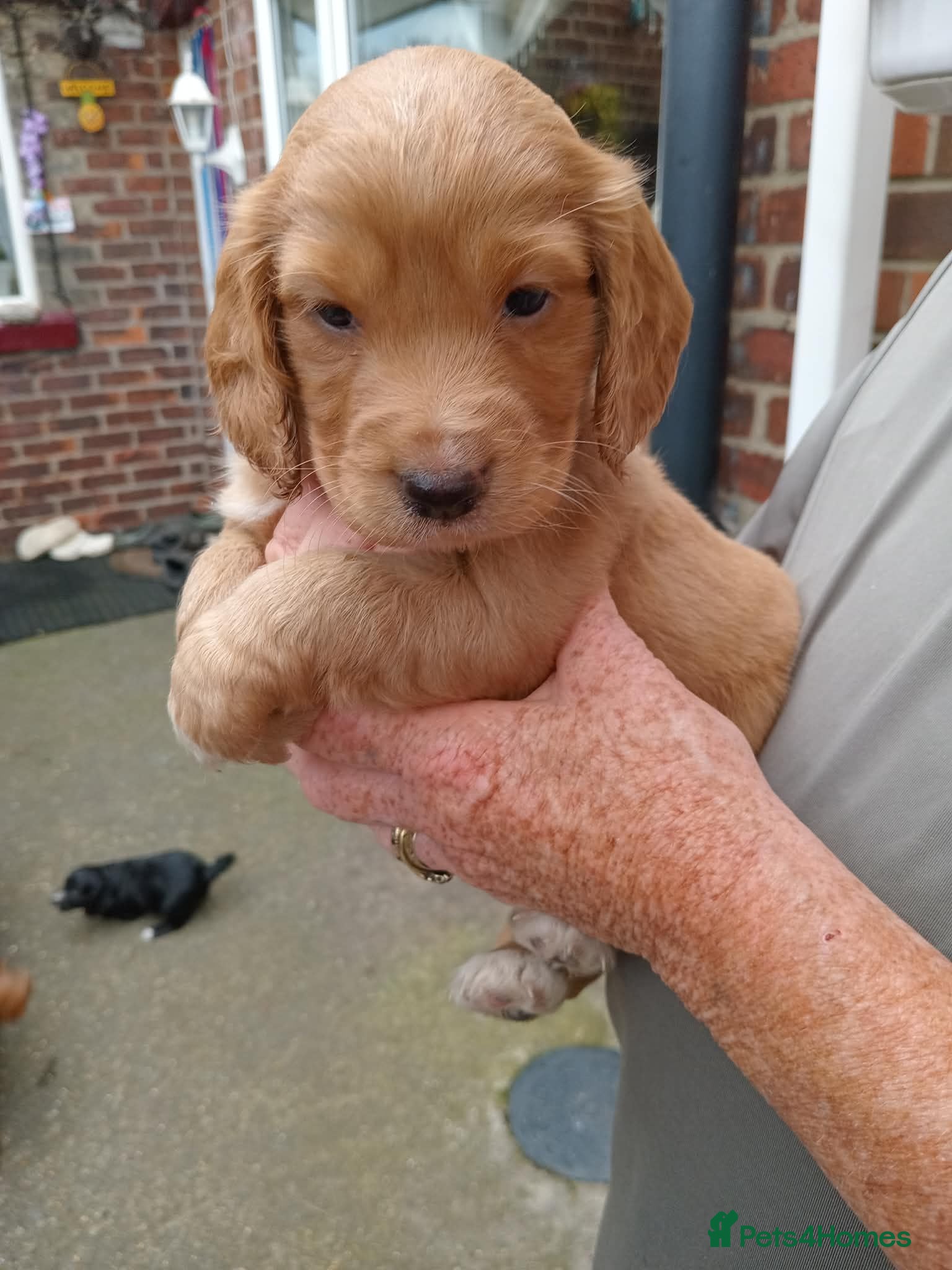 Cockapoo dogs Cockapoo puppies - Advert 6