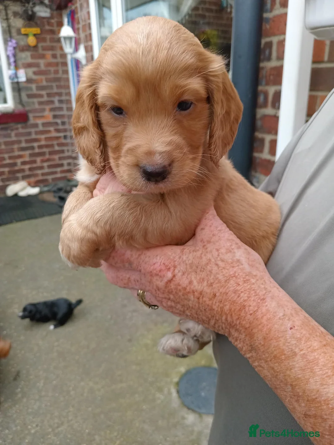 Cockapoo dogs for sale: Cockapoo puppies - Advert 1