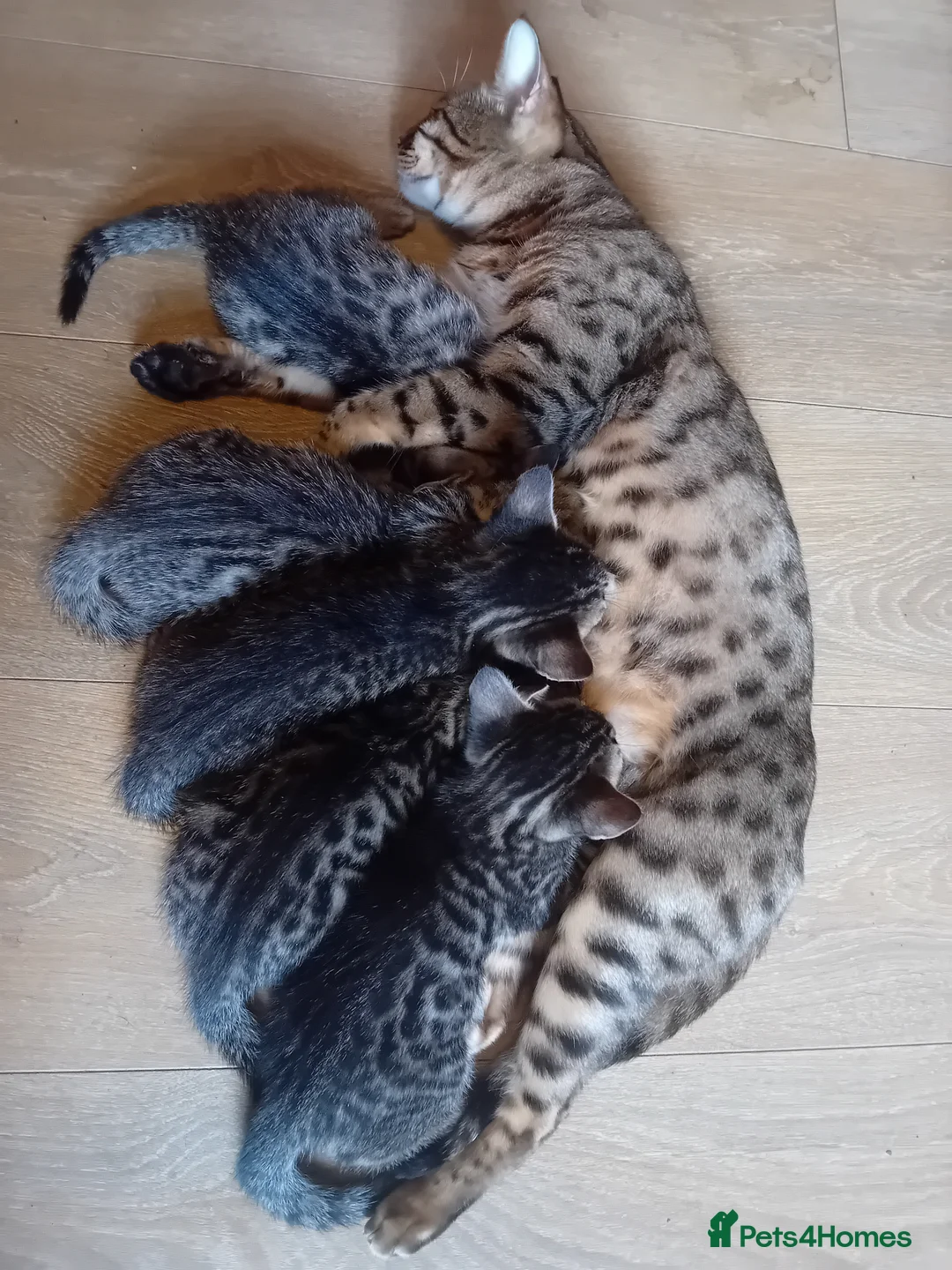 Bengal cats for sale: 🌸 Five Beautiful Bengal Girls for Loving Homes🐾 - Advert 1
