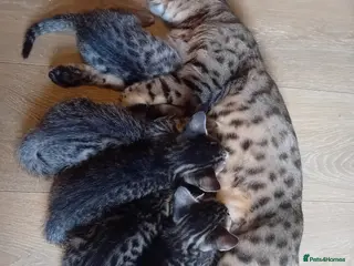 Bengal cats 🌸 Five Beautiful Bengal Girls for Loving Homes🐾 - Advert 1