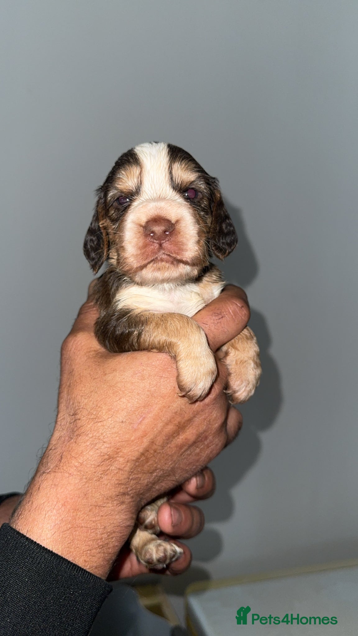 Cocker Spaniel dogs Full pedigree beautiful show cocker spaniels  - Advert 1