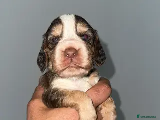 Cocker Spaniel dogs Full pedigree beautiful show cocker spaniels - Advert 8