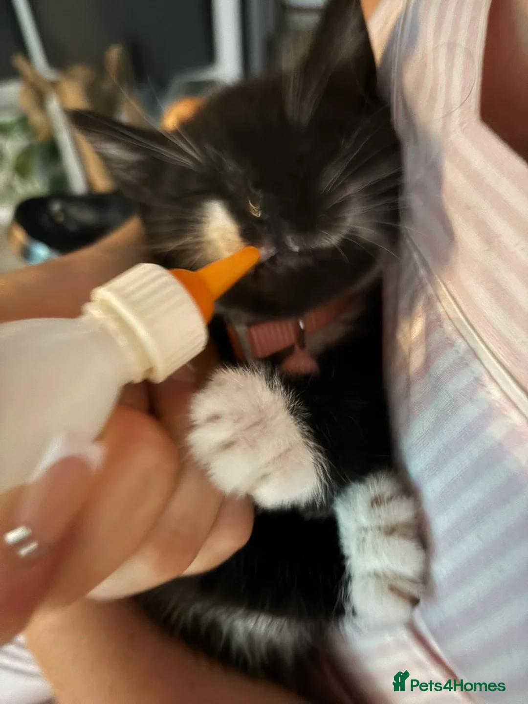 Mixed Breed cats for sale: Minnie  in Gloucester - Advert 2