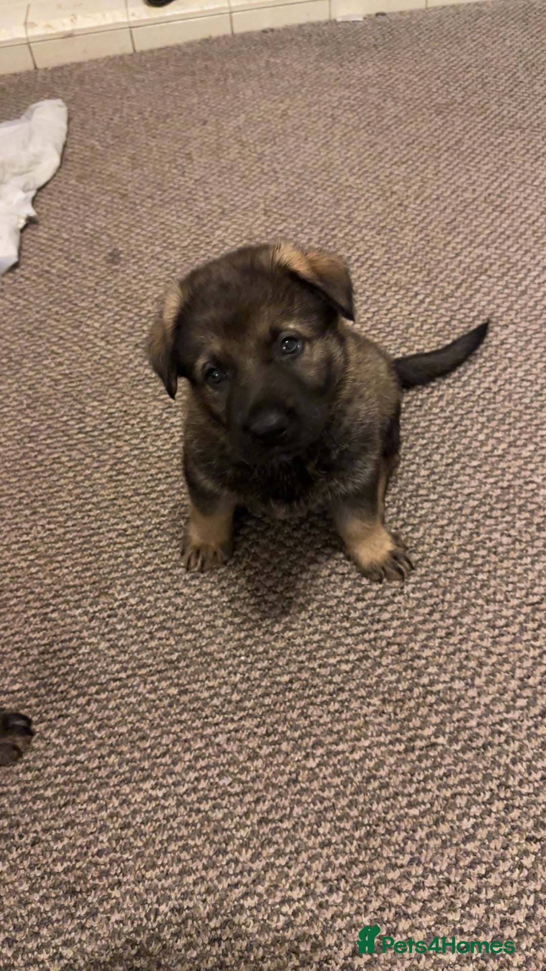 German Shepherd dogs for sale: 1 beautiful female German shepher kc reg working - Advert 28