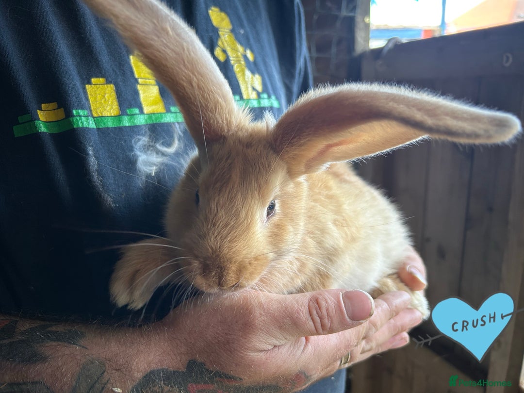 Continental Giant rabbits for sale: Yellow Continental Giant Kits. Ready to RESERVE - Image 1