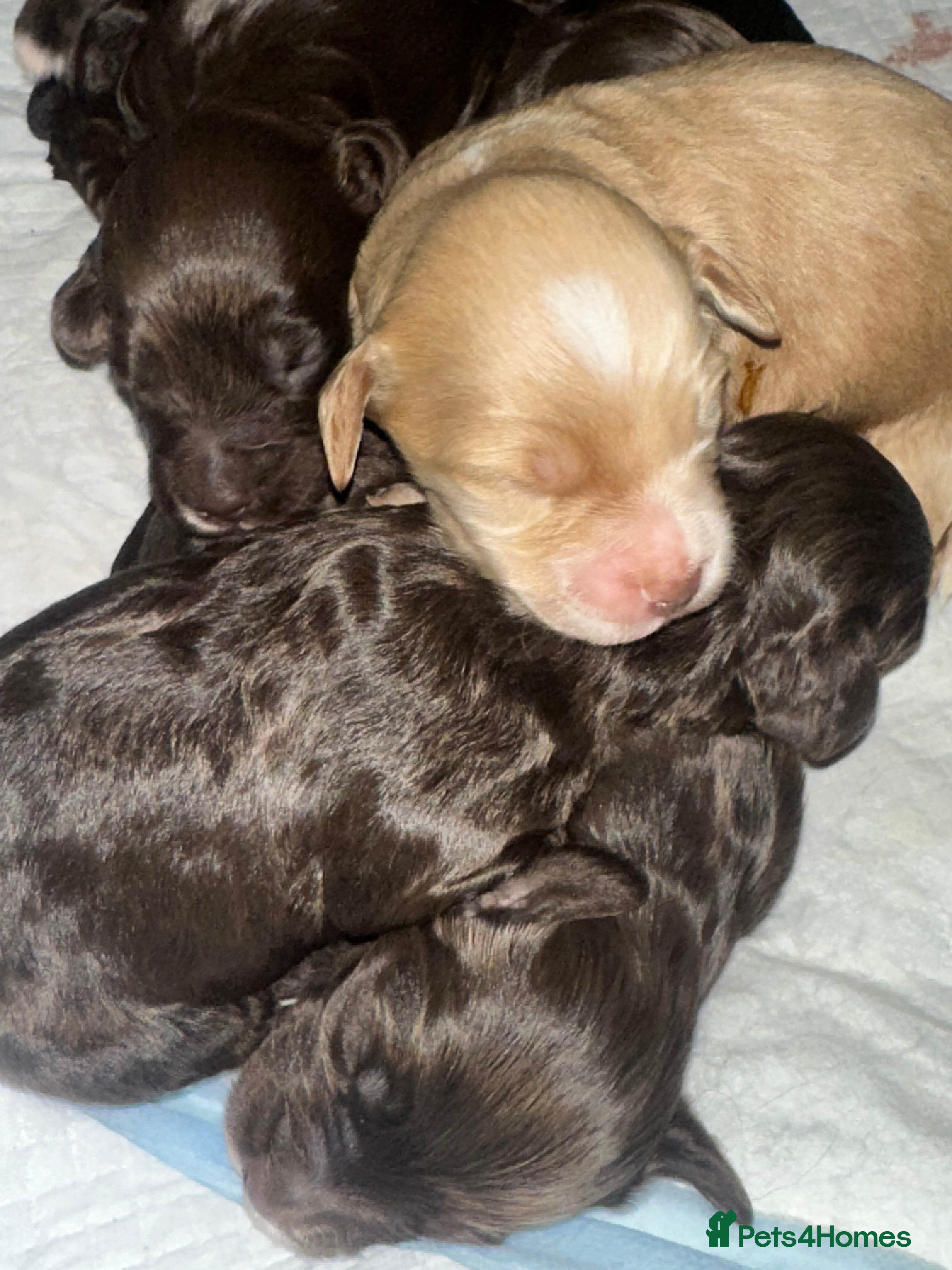 Cockapoo dogs Gorgeous Cockerpoochons  - Advert 15