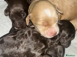 Cockapoo dogs Gorgeous Cockerpoochons - Advert 15