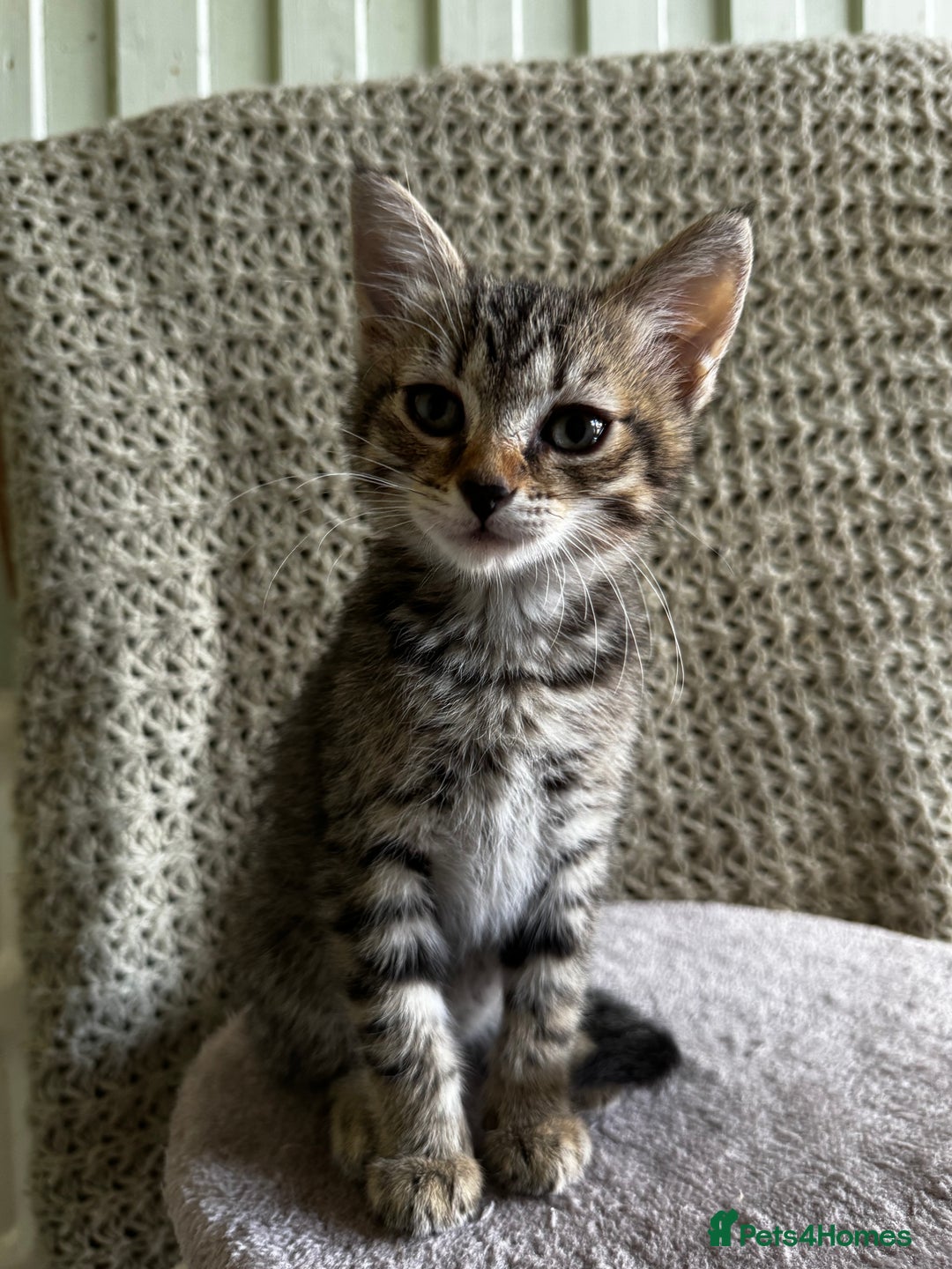 British Shorthair cats for sale: British Shorthair Kittens -Ready for Loving Homes  - Image 8