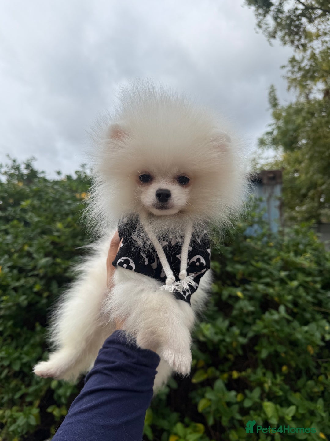 Pomeranian dogs for sale: Pomeranian  - Image 8