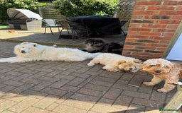 Samoyed dogs for sale: 🐾 🐶 AMAZING, UNIQUE, HEAD TURNING male Samoyed - Image 24