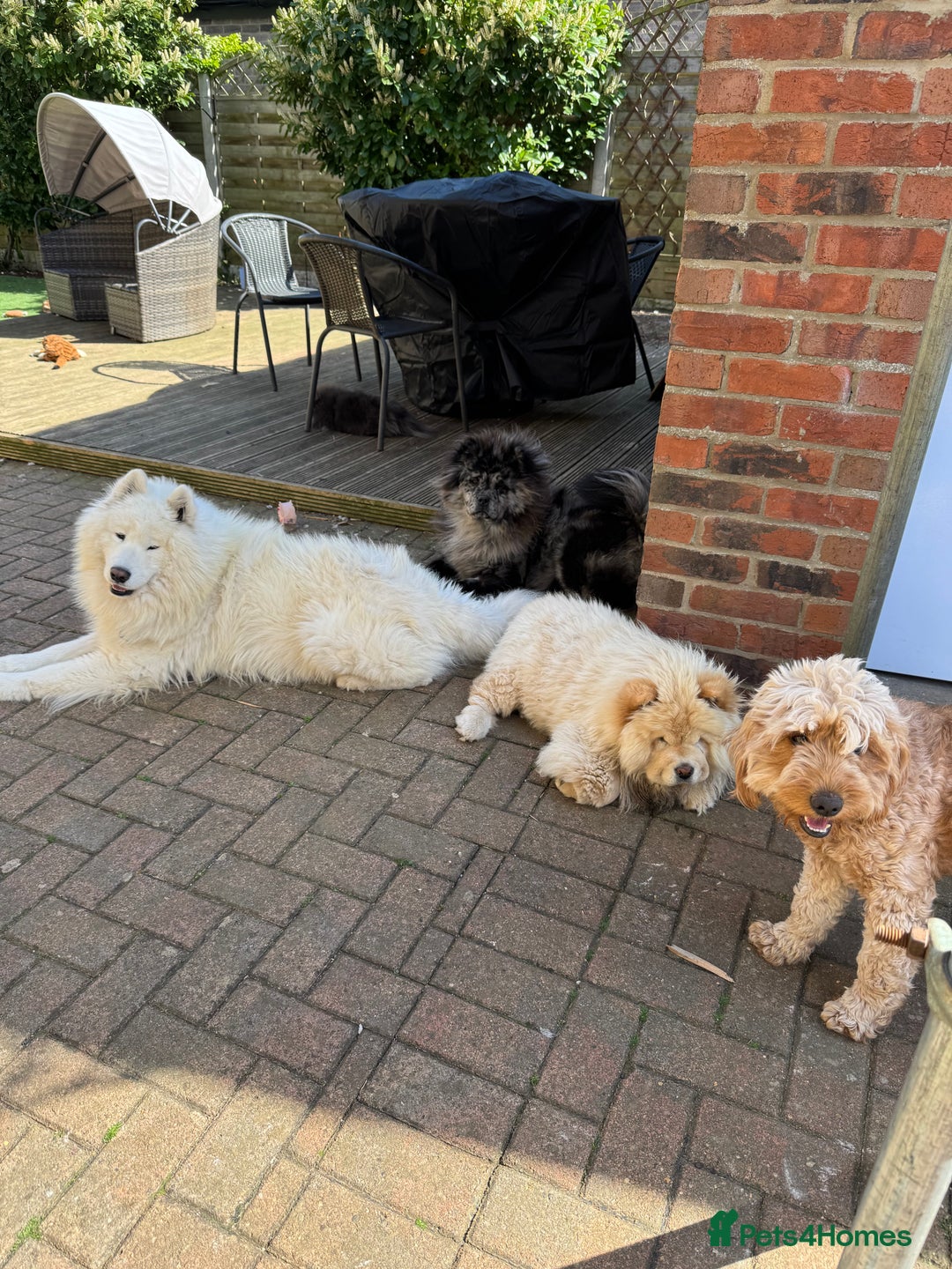 Samoyed dogs for sale: 🐾 🐶 AMAZING, UNIQUE, HEAD TURNING male Samoyed - Image 24