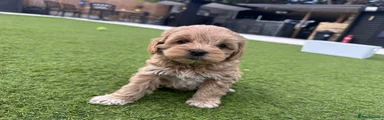 Maltipoo 4