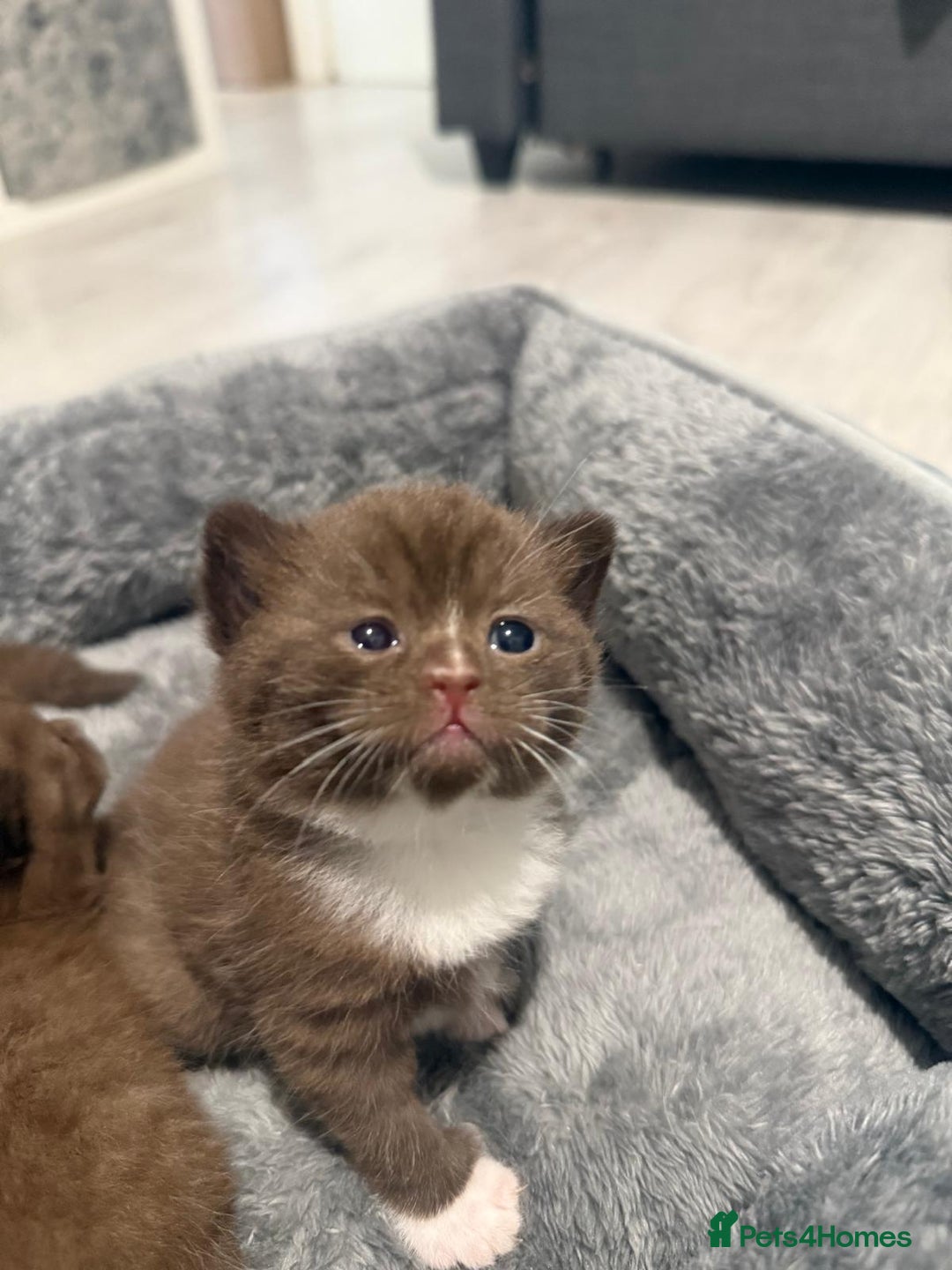 British Shorthair cats for sale: Charming British Shorthair Kittens - Image 1