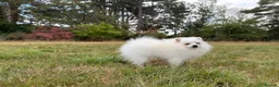 Pomeranian dogs for sale: Beautiful Purebred Pomeranian Female 5½ Months Old - Advert 4
