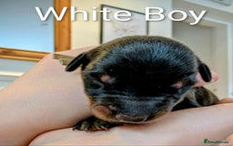 Dobermann dogs for sale: #ShadowdairDobermans #Pregnancy#DobermanLove - Image 23
