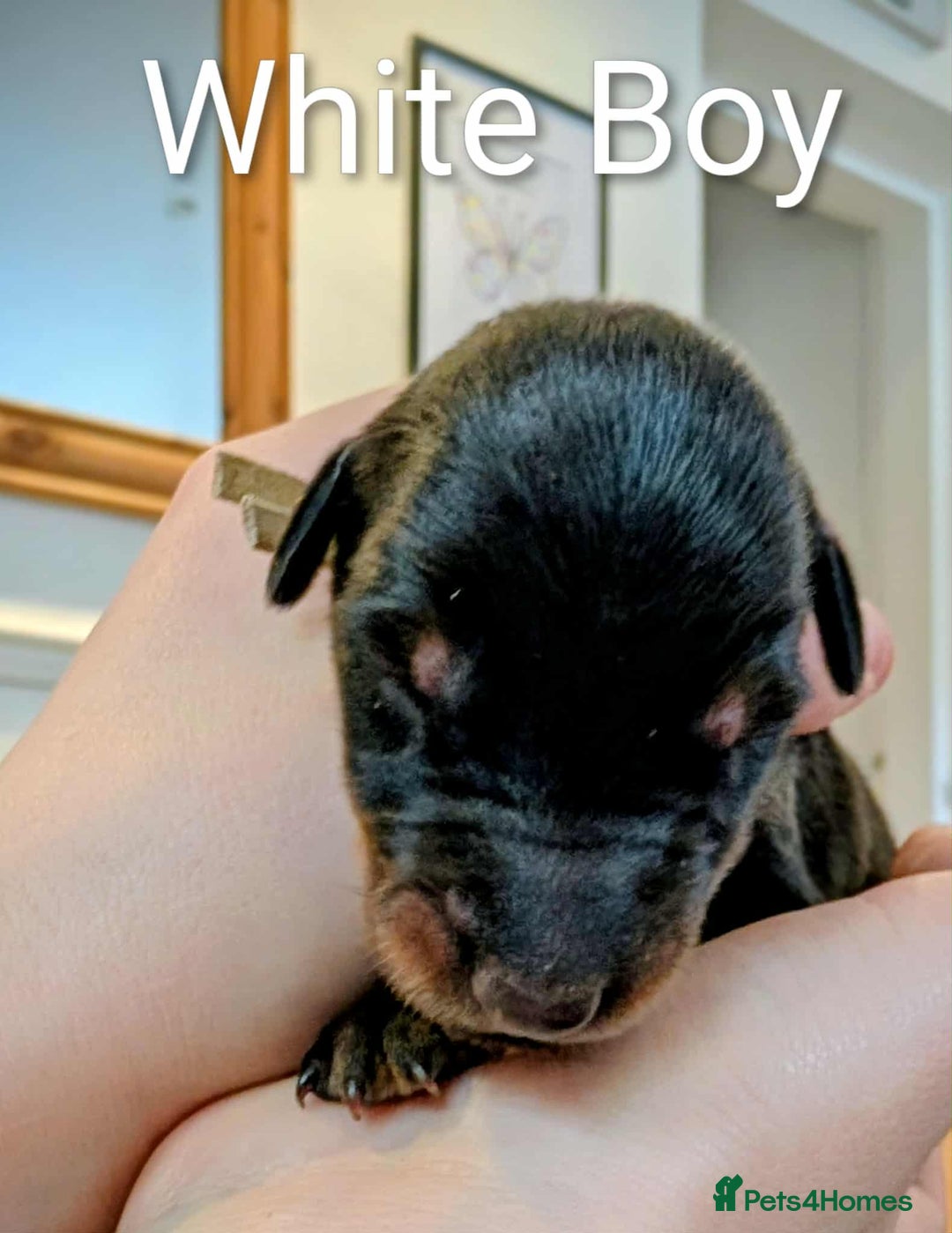 Dobermann dogs for sale: #ShadowdairDobermans #Pregnancy#DobermanLove - Image 23