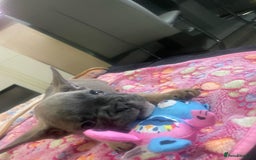 French Bulldog dogs for sale: French bulldog - Image 24