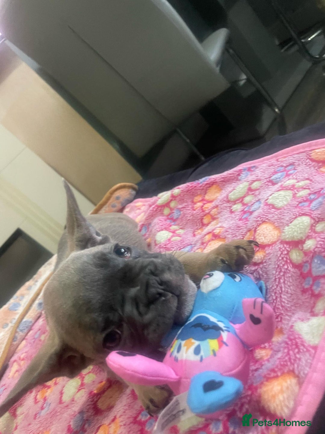 French Bulldog dogs for sale: French bulldog - Image 24