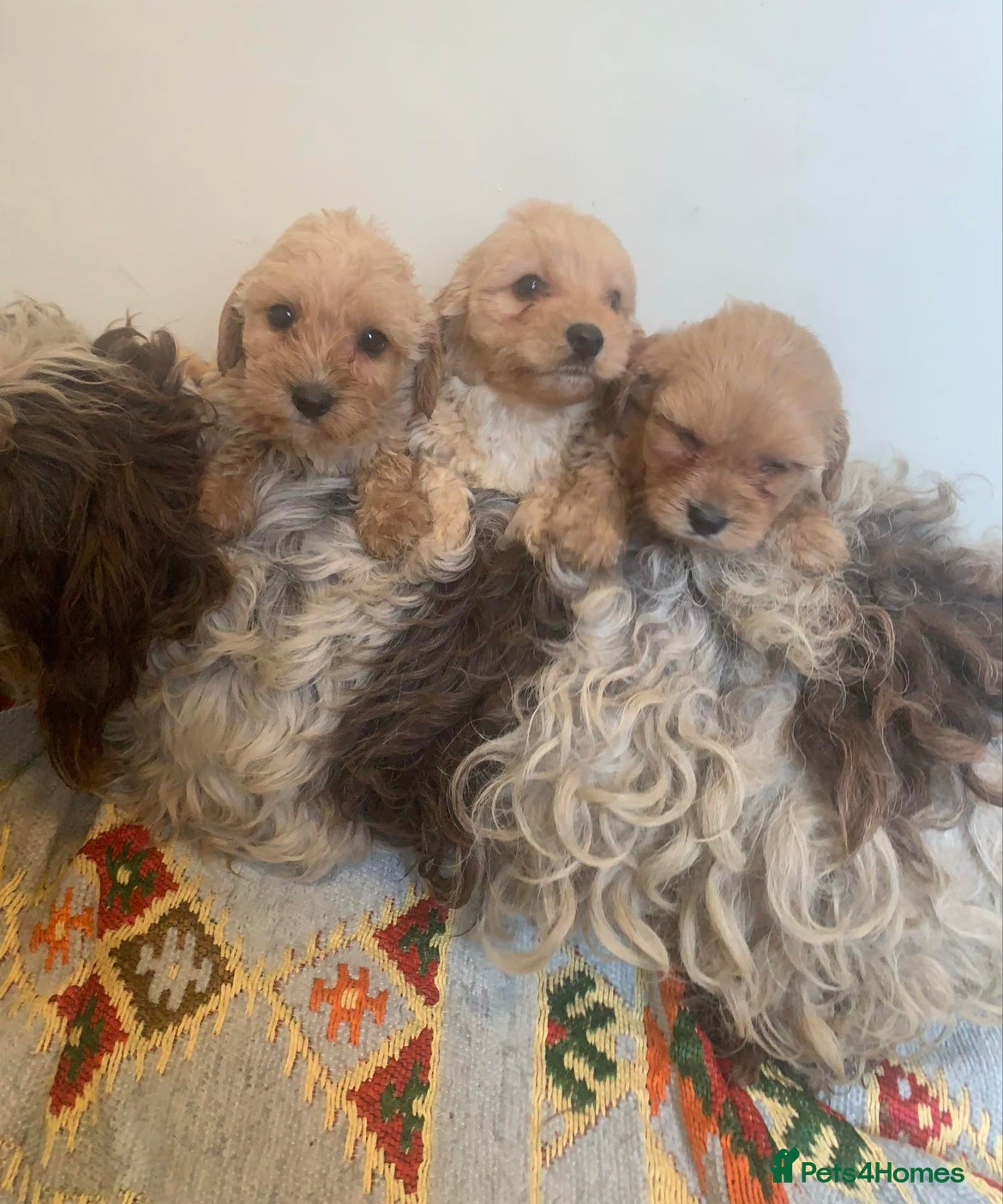 Cockapoo dogs Cockapoo x toy poodle puppys boys  - Advert 16