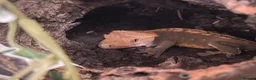Gecko reptiles for sale: Pascal the Crested Gecko in Trowbridge - Advert 8