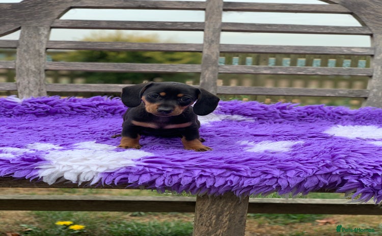 Miniature Dachshund dogs - Advert 11