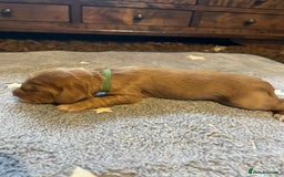 Cockapoo dogs for sale: Gorgeous cockapoo puppies F1B - Image 4
