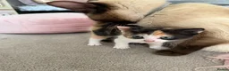 Mixed Breed cats for sale: Calico Beautiful-Mum Siamese Dad Ragdoll Bengal  - Advert 32