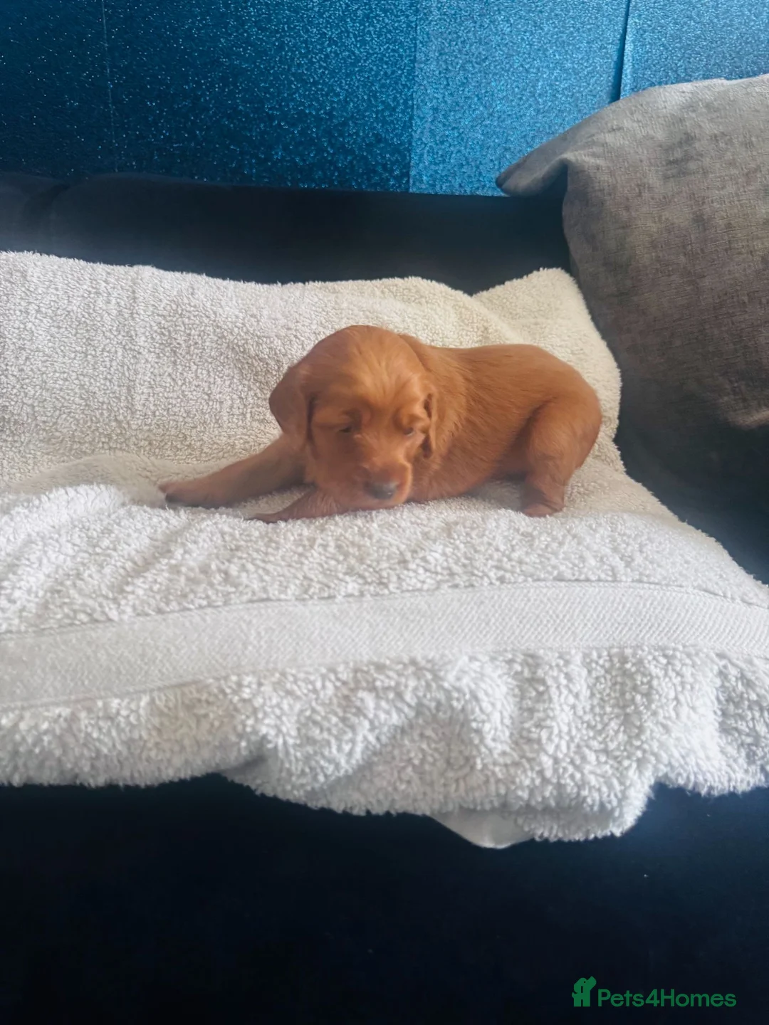 Cockapoo dogs for sale: Beautiful Red Medium Cockapoo Puppies - Advert 9
