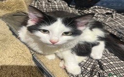 Mixed Breed cats for sale: Beautiful Playful Girl - Advert 10