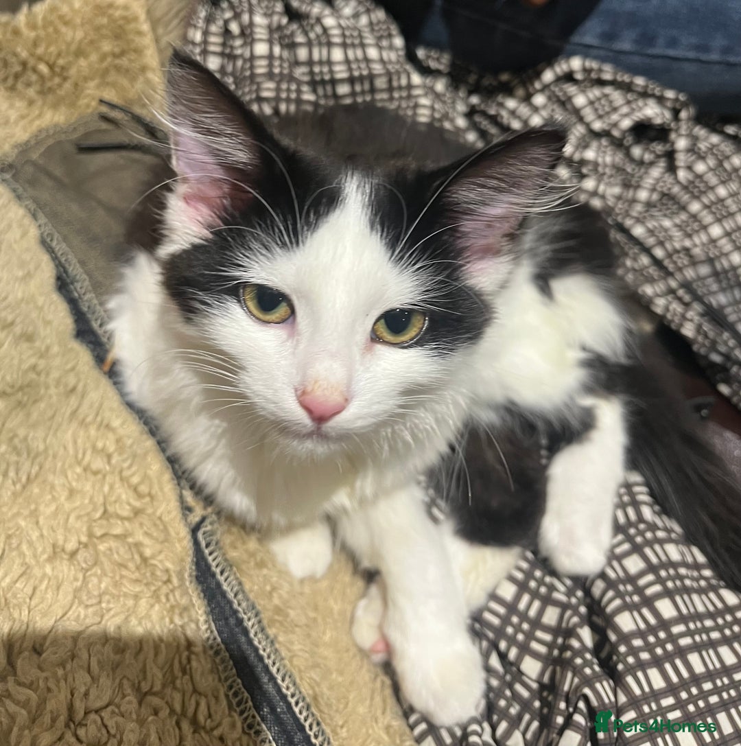 Mixed Breed cats for sale: Beautiful Playful Girl - Advert 10