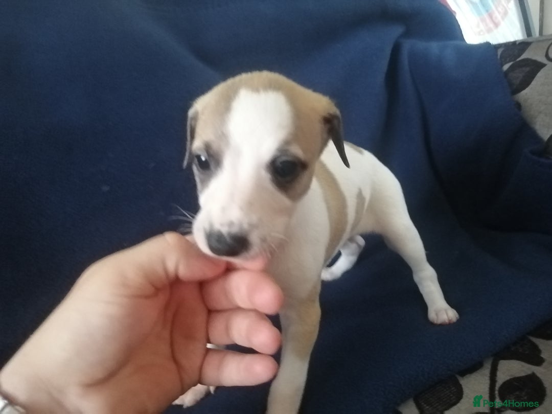Whippet dogs for sale: Whippet pups ready now  - Image 6