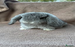 Mini Lop rabbits for sale: Miniature lop babies  - Image 5