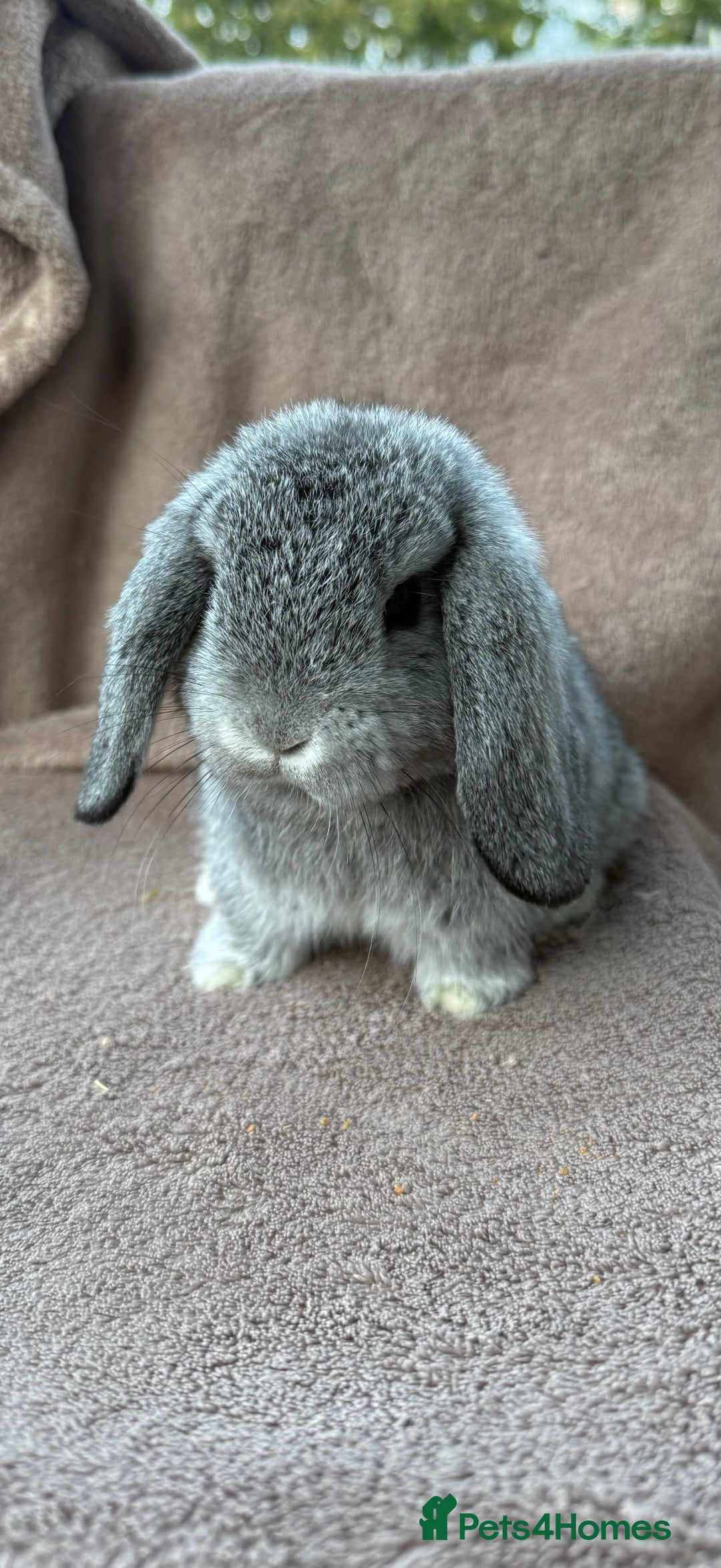 Mini Lop rabbits for sale: Miniature lop babies  - Image 5