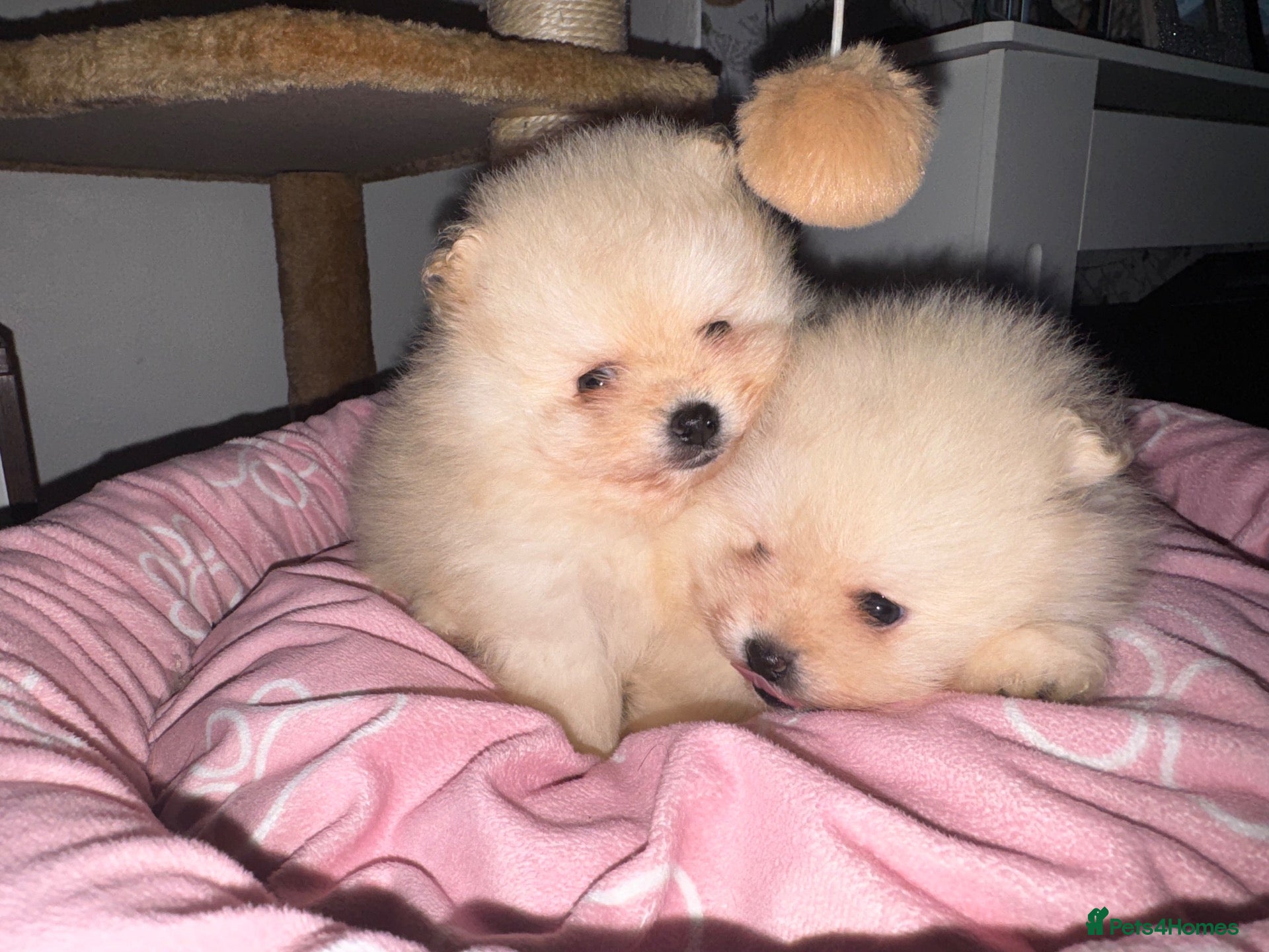 Pomeranian dogs for sale:  **  Teddy Bear Pomeranian Boys 🐻🐾 - Advert 2