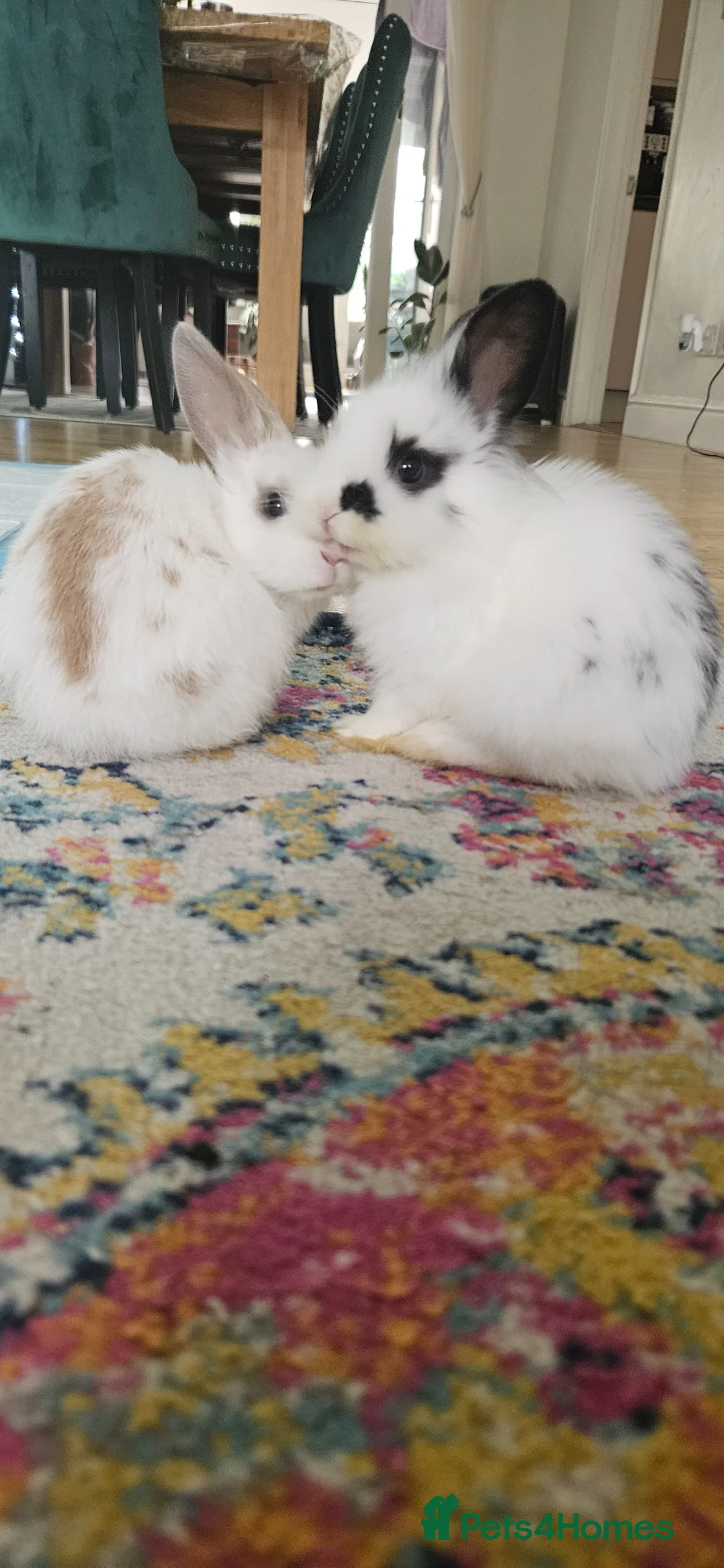 Lionhead rabbits for sale: 2 rabbits for sale in Addlestone - Advert 1