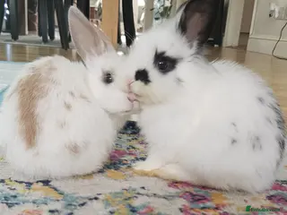 Lionhead rabbits 2 rabbits for sale - Advert 3