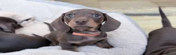 Miniature Dachshund dogs for sale: Quality KC Registered Miniature Dachshund Litter - Advert 10